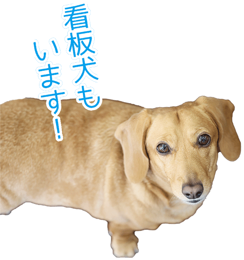 看板犬の画像